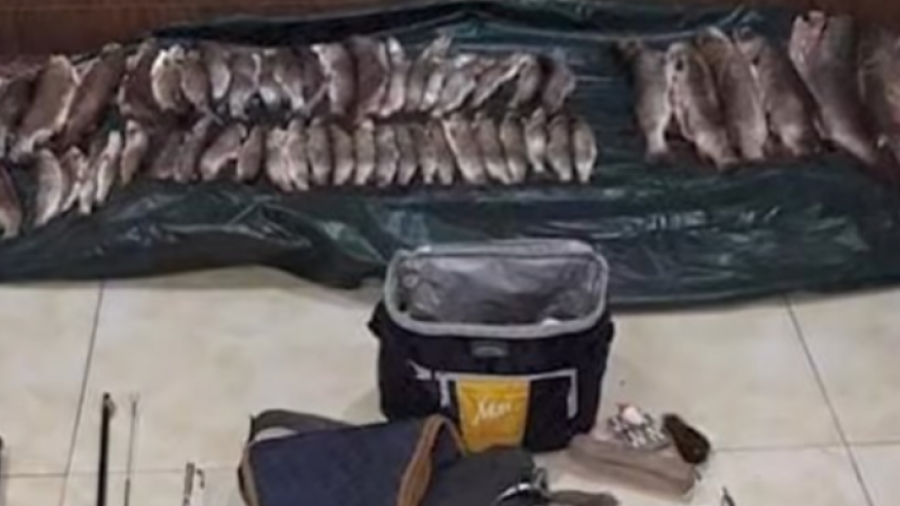 Тул загас хууль бусаар барьж тээвэрлэсэн этгээдүүдэд шийтгэл ногдууллаа