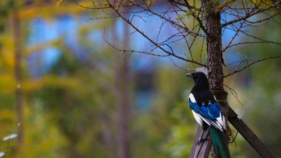 Улаанбаатарт есөн градус дулаан байна