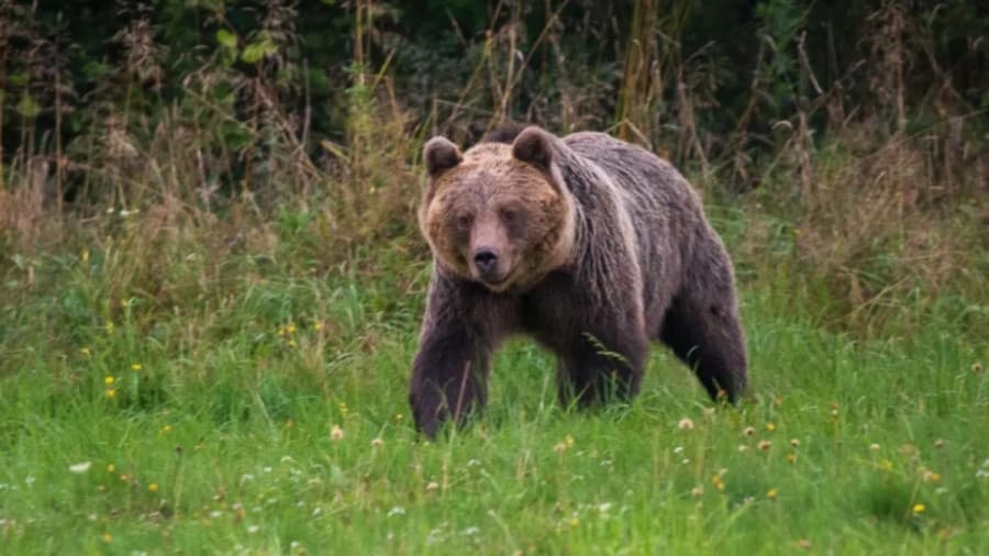Айл өрхүүдийн ойролцоо орж ирсэн дөрвөн баавгайг аюулгүй болгож агнажээ