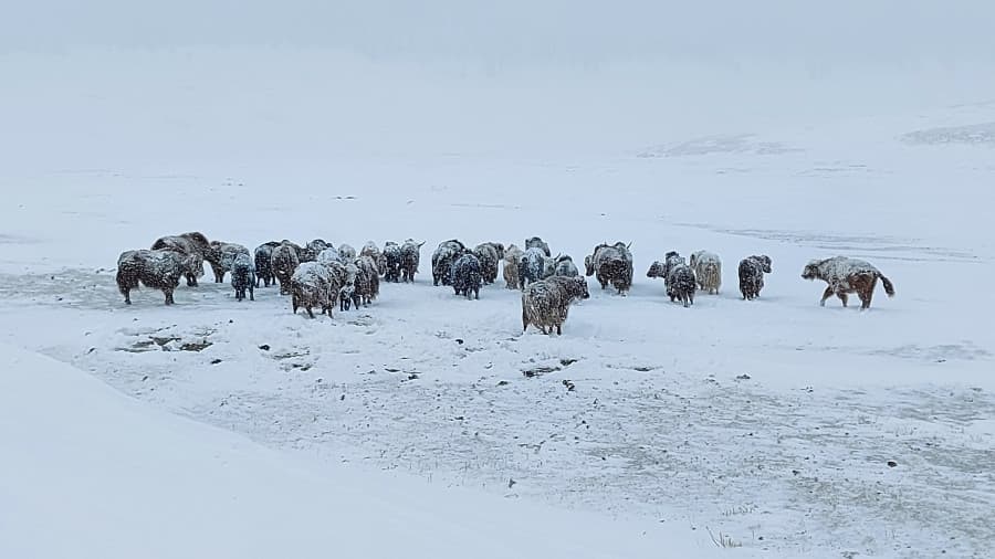 Цасан шуурганд төөрсөн 26 настай эмэгтэйг эрэн хайж байна