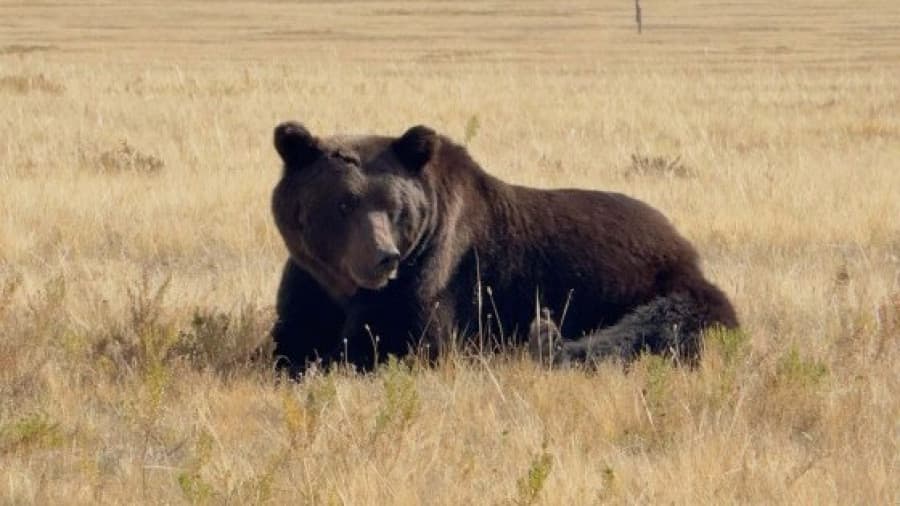 Суурьшлын бүсэд орж ирсэн 48 баавгайг агнажээ